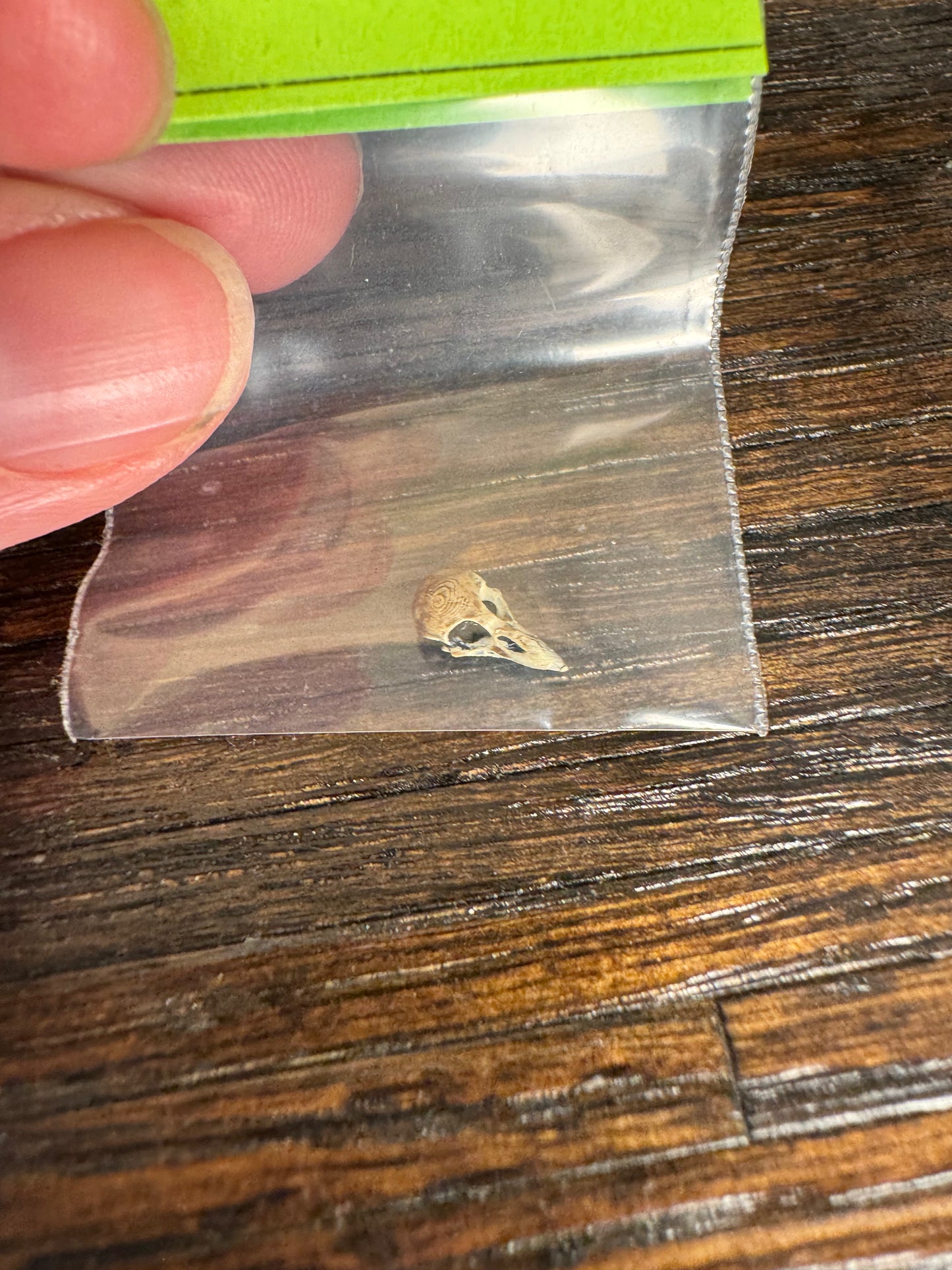 Tiny Bird Skull - 1:12 Scale