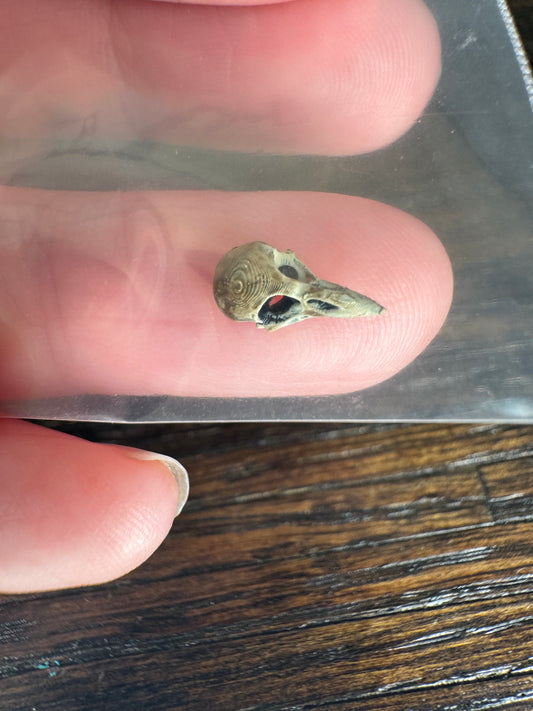 Tiny Bird Skull - 1:12 Scale